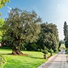 Maestoso ulivo secolare all’ingresso del parco, simbolo di accoglienza e natura rigogliosa