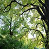 Suggestiva prospettiva tra i rami degli alberi secolari del parco, immersi nella luce naturale
