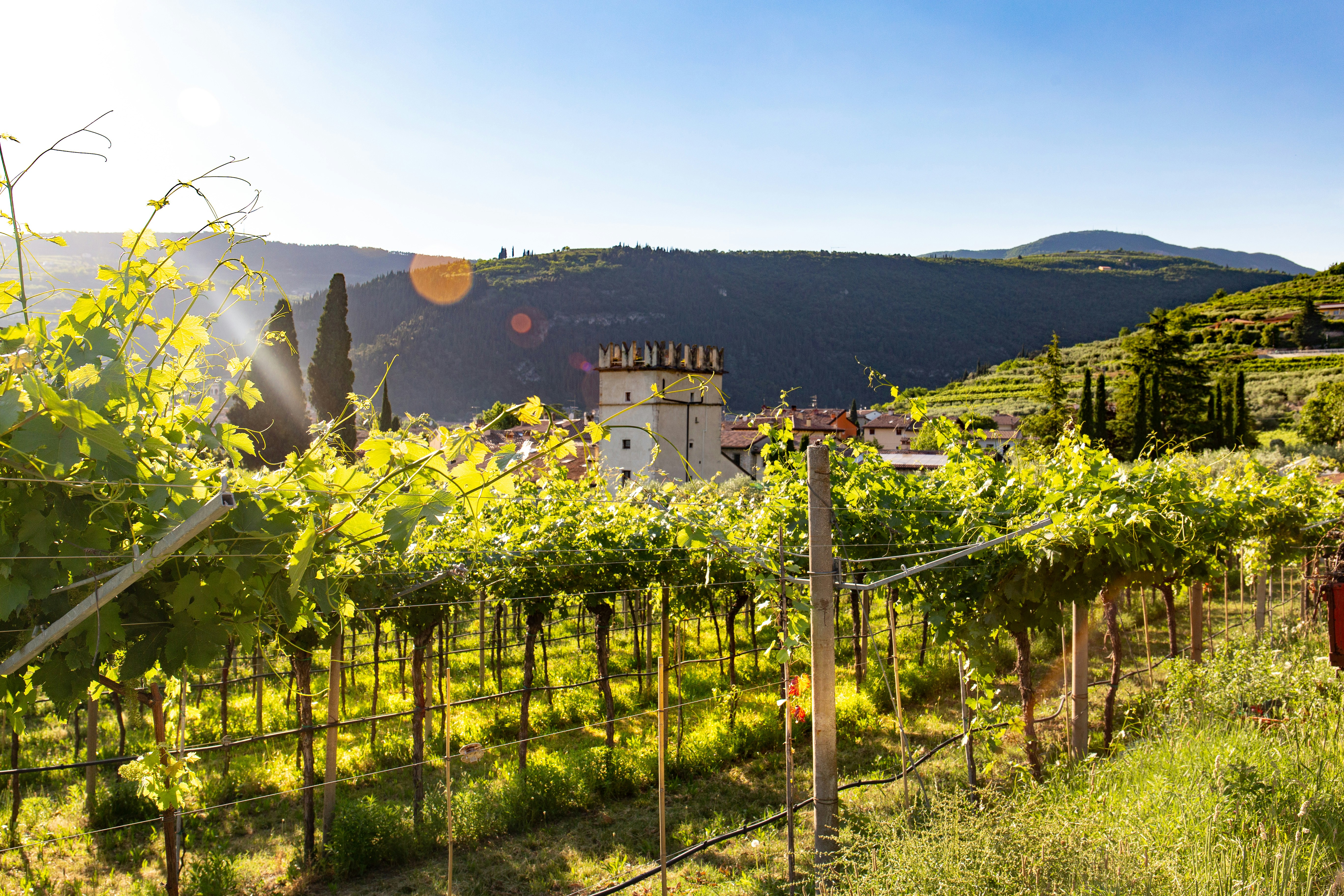 Valpolicella - Vineyards