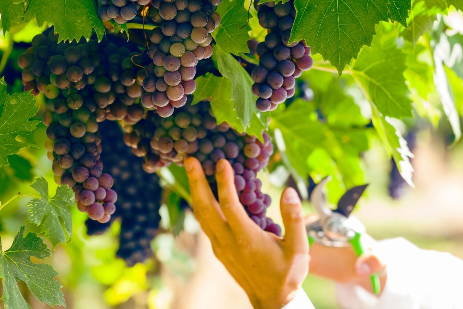 Valpolicella - Vendemmia